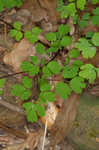 Eastern false rue anemone